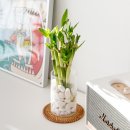 에코 플랜테리어 수경재배 | 개운죽 10P 수경재배 식물 키우기 후기