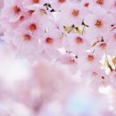 꽃(flower)