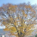 지곡 초등학교 이미지