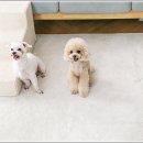 펫퍼스트 24시 강아지분양고양이분양 용인점 이미지