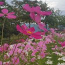 황학산수목원화장실 | 팔당 물안개공원 코스모스 명소 🌸 가을 산책으로 만보 채우기