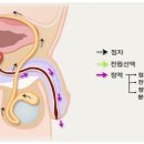 전립선 이야기 이미지