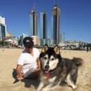 해운대도그워커 이미지