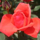 H9363 Daum카페