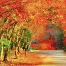 제 660차 전북 순창 강천산(산림청100대명산)단풍산행(26.11.10)안내 이미지
