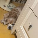 청라공감동물병원 이미지