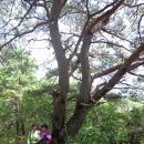 송림길삼거리 이미지