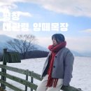 노선목장 | 평창 가볼만한곳 대관령 양떼목장 주차장 뚜벅이 날씨 체크 꿀팁