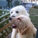 왈왈애견 이미지