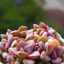 주)골드미인 이미지