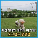 도그캠프 이미지