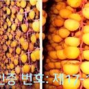 활인방 Daum카페