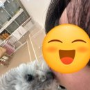 아지트댕댕 이미지
