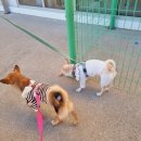 딩가댕가 이미지