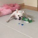 꾸꾸