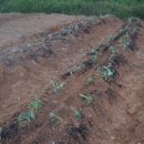 성도 농장 이미지