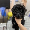 달고나 펫살롱 이미지