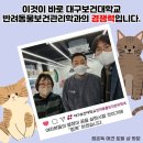 컴온독 네이버블로그