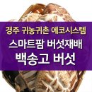 경상북도 경주시 스마트팜 버섯재배 알아봐요! 이미지