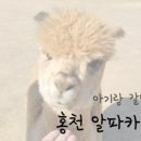 알파카 소풍 펜션 이미지