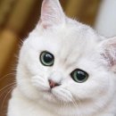 리베동물메디컬센터 이미지