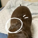 행신동물병원 | 행신동,화정동 동물병원 후기(행신,화정 동물병원 비교 후기)
