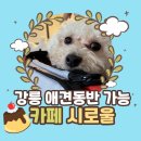 로울 | 강릉역 인근 애견동반 카페 추천 ‘카페시로울’ 후기(푸딩 맛집🍮)