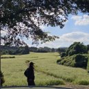 대흘리에 | (제주도) 동쪽/조천 대흘리 메밀밭 10월 실시간현황!!