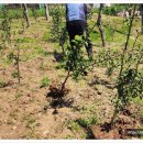 칠전농장 이미지