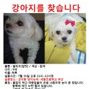 서울군자동세종사이버대부근/말티즈(암컷)하루를 찾습니다!!!!!!!!! 이미지