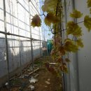 텃밭 운남점 이미지