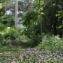 금빛솔여울에든가오름 이미지