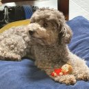 만족하개 이미지