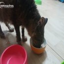 베토퀴놀코리아(주) 이미지