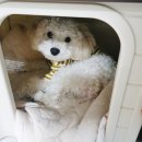 견생식탁 이미지