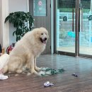 올 도그 그루밍(All DOG GROOMING) 이미지