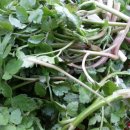 김선자 농장 이미지