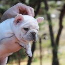 넥서스켄넬 이미지