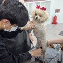 보람애견 이미지