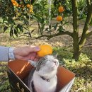 꽃과 그늘 이미지