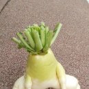 스테이 소이 이미지