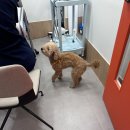 나밍밍 강아지네 이미지