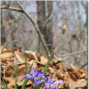 음지마을 농로 | ○【2011.04.24】22. 강화 혈구산[穴口山] 강화 고려산 [高麗山] 산행
