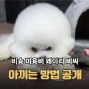 프리제(frise) | 비숑 키우면 미용비 폭탄? 아끼는 법 공개