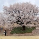 창룡문 | 창룡문 벚꽃 후기｜연무대 정류장 접근 좋은 수원 벚꽃 명소