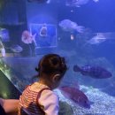 돌산펜션 | 여수 돌산 숙소 피에르몽 키즈 펜션 딸기1 후기