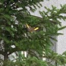 cherish th 이미지