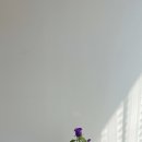 식물하나담다 - 군산시 미장6길 38 | 식물하나담다