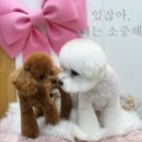 체리쉬독 네이버블로그