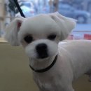 개 웃는날 이미지